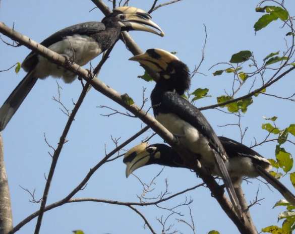 As the ashram is surrounded by Rajaji National Park, it provides an opportunity to have a closer look to the wild life while visiting the ashram.